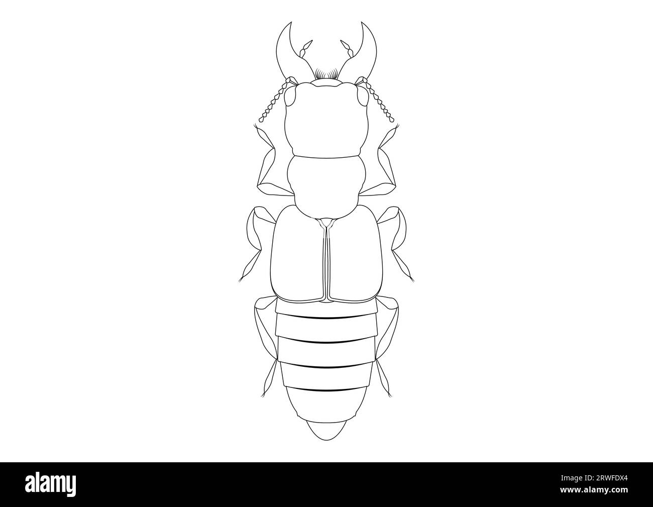 Black and White Oxyporus Rufus Clipart Vector isolated on White ...