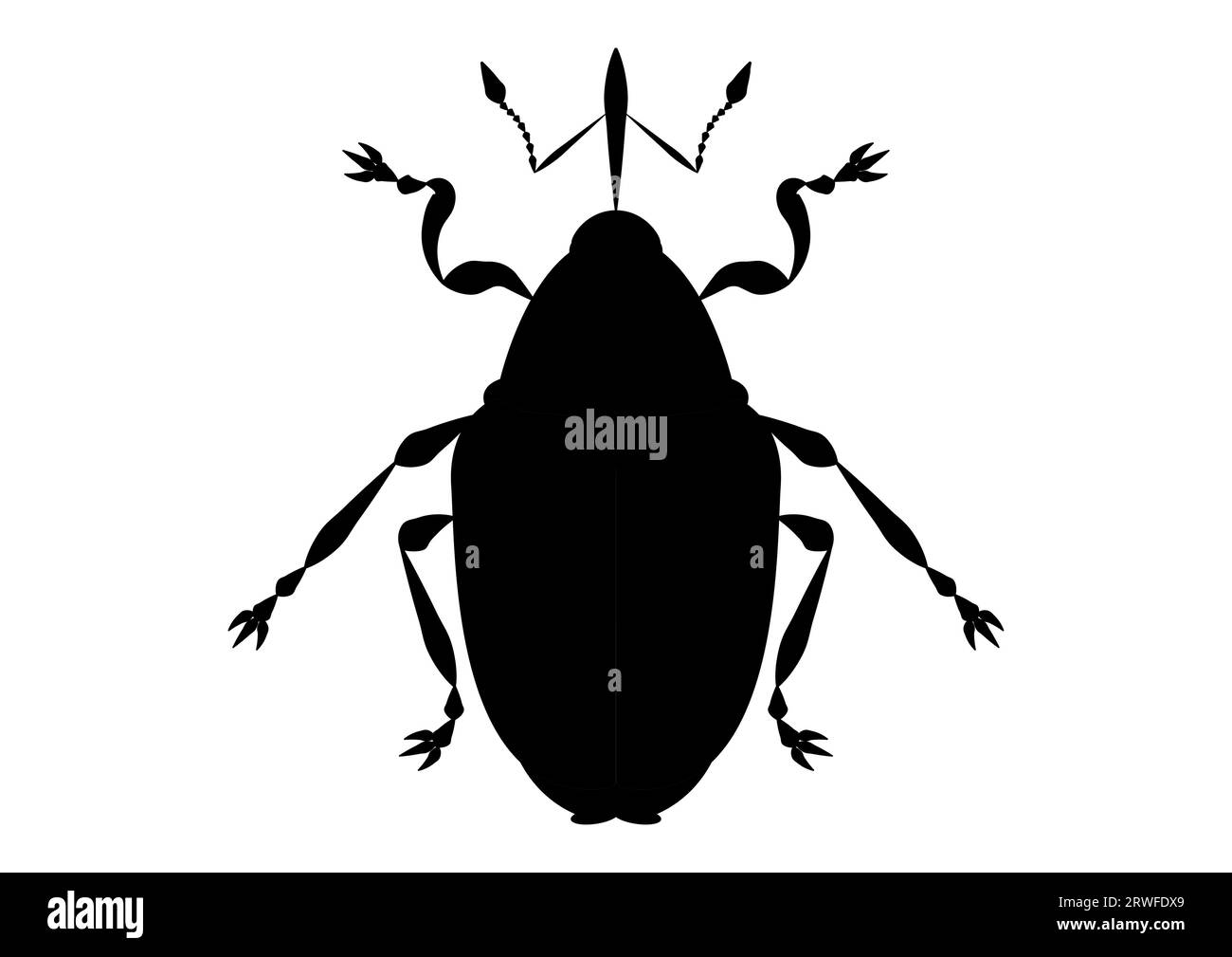 Black and White Ceutorhynchus Napi Weevil Clipart Stock Vector