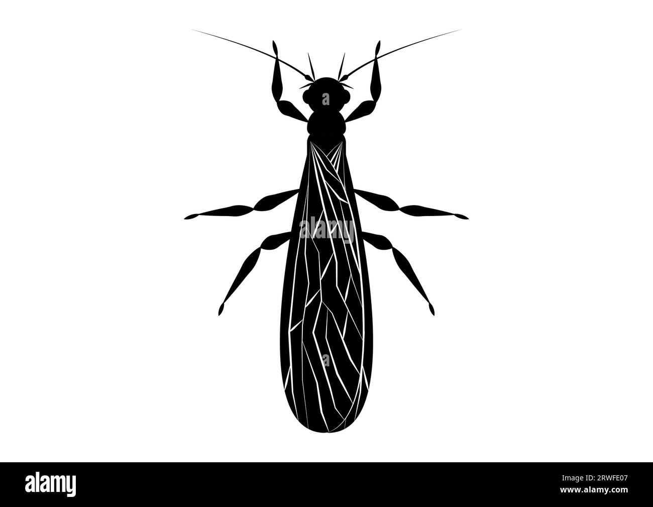 Black and White Stonefly Insect Clipart Vector isolated on White Background Stock Vector
