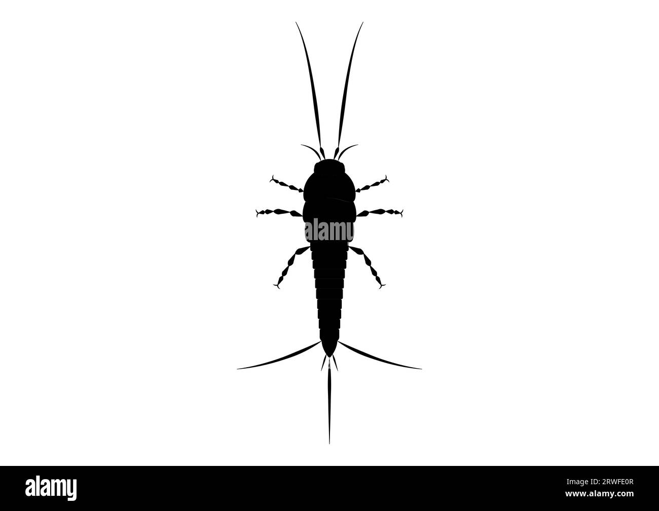 Black and White Thysanura Insect Vector Clipart Stock Vector