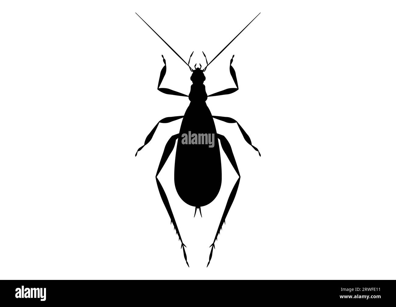 Black and White Tree Cricket Clipart Vector isolated on White Background Stock Vector