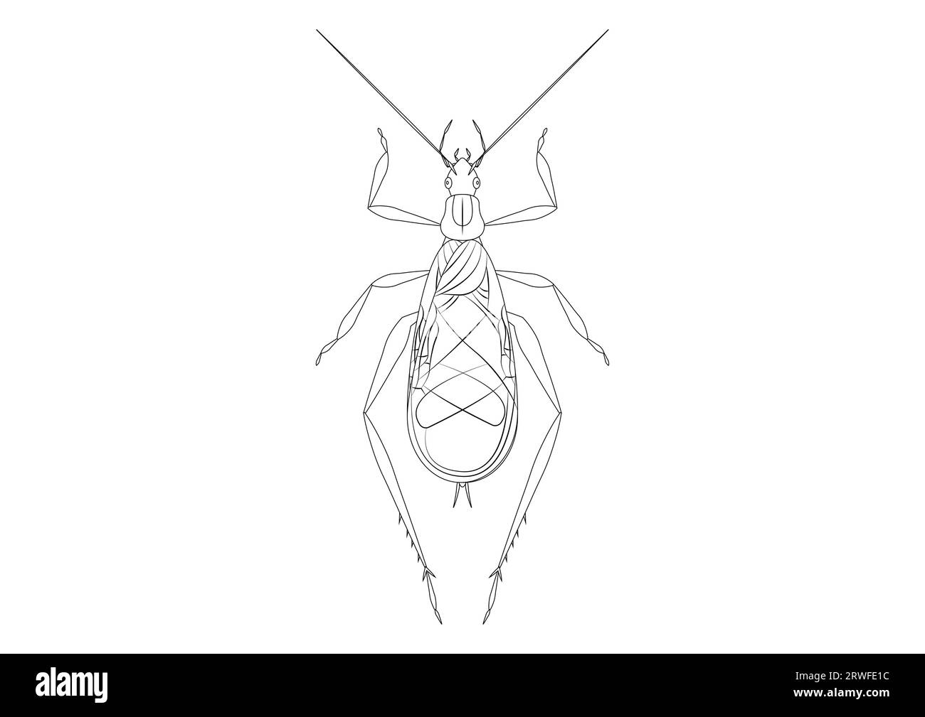 Black and White Tree Cricket Clipart Vector isolated on White Background. Coloring Page of a Tree Cricket Stock Vector