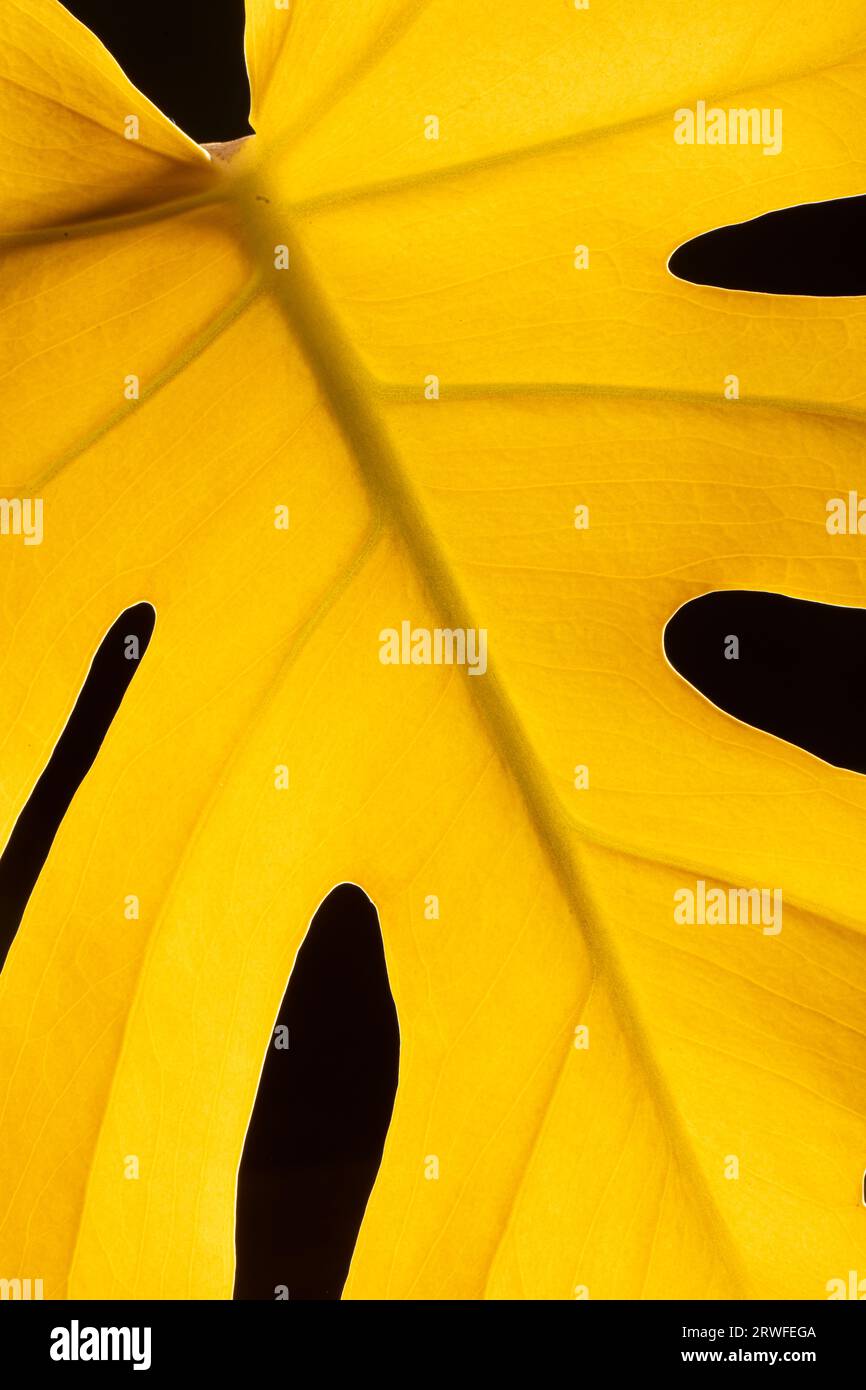 Yellowed leaf of Swiss Cheese Plant Monstera deliciosa Stock Photo Alamy