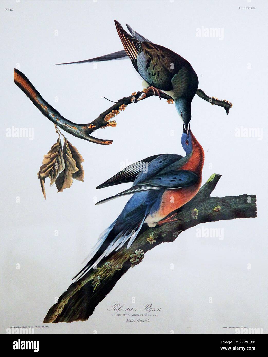 Passenger pigeon by John James Audubon (1785-1851) from ''The Birds of America" (1827-38) Stock Photo