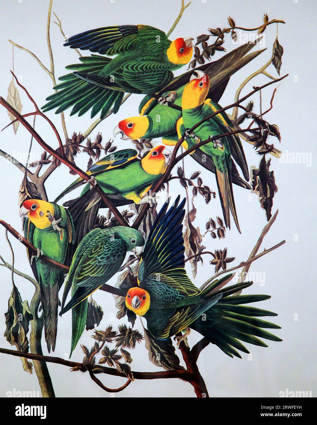 Carolina parrot by John James Audubon (1785-1851) from ''The Birds of America' (1827-38) Stock Photo