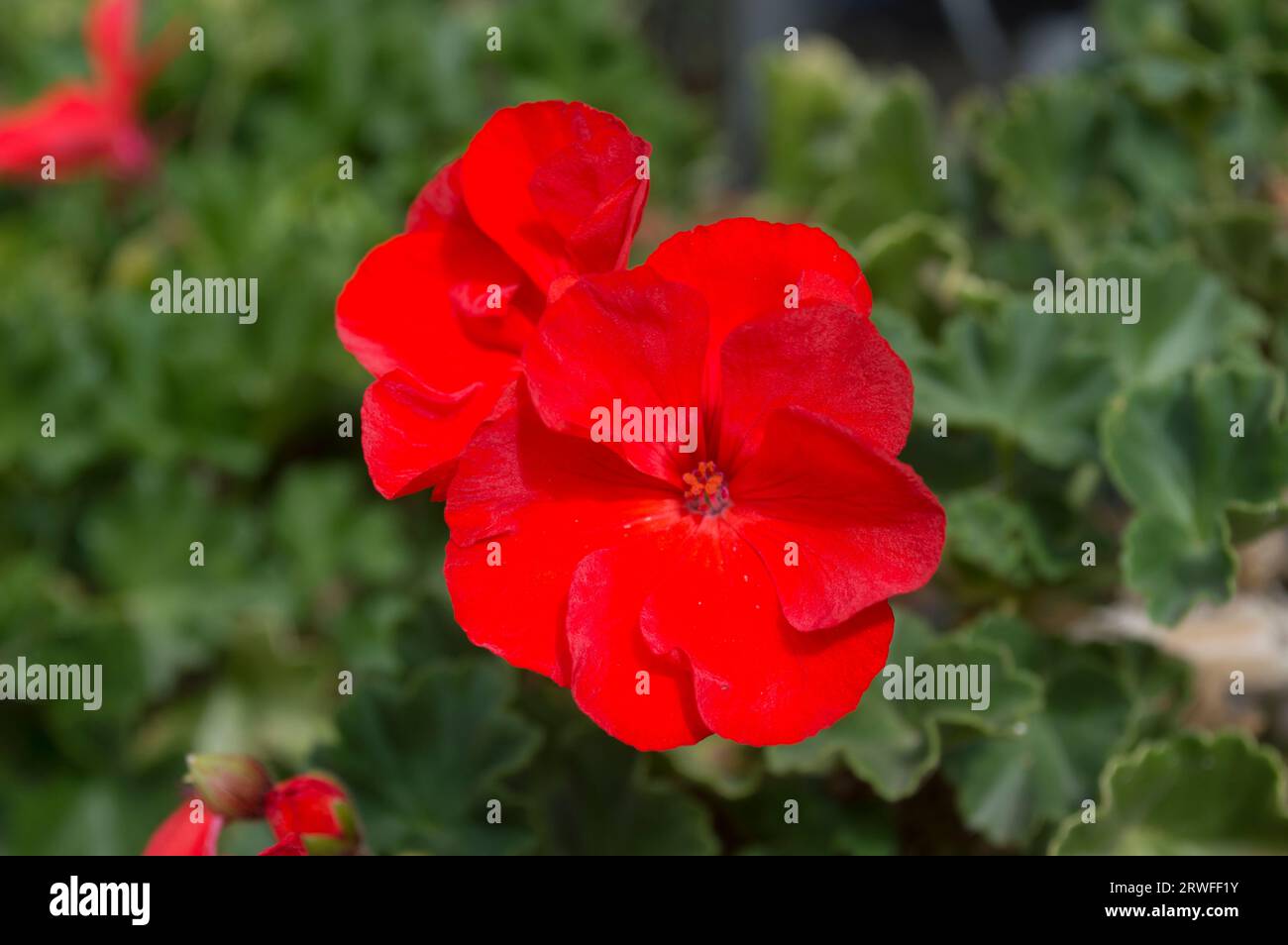 Flores rojas de geranio Stock Photo