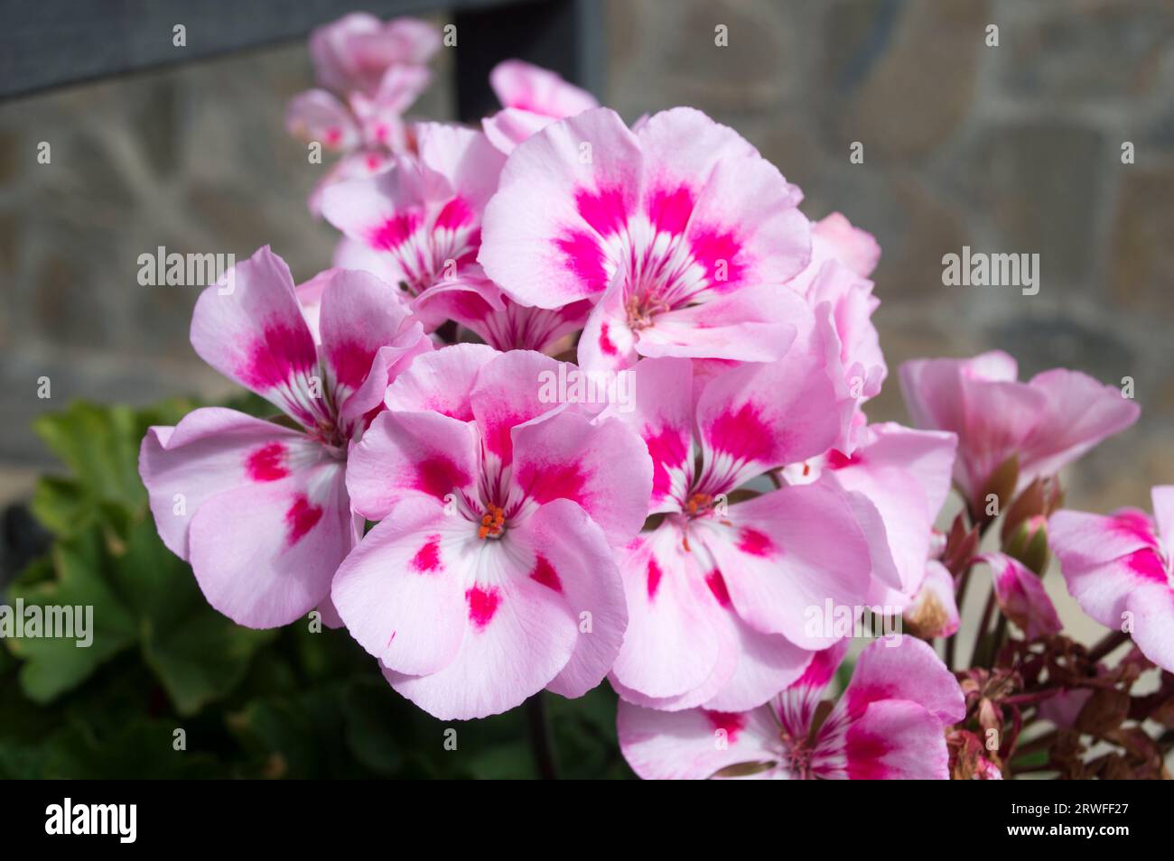 Flores rosas de geranio Stock Photo