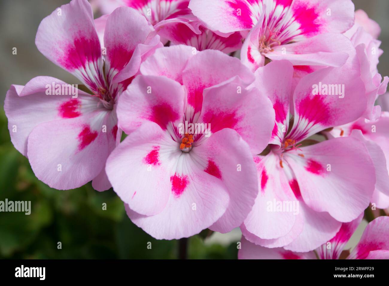 Flores rosas de geranio Stock Photo