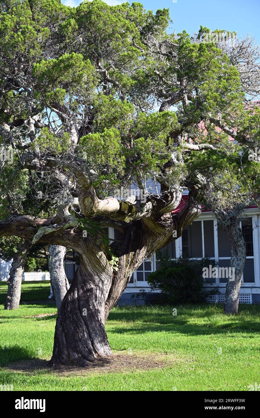 An old live oak tree with twisted trunk at the lighthouse on Ocracoke Island. Stock Photo