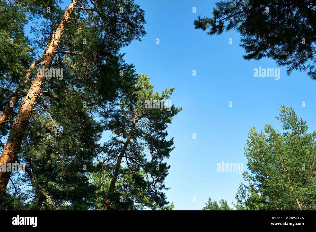 Bottom view pine trees summer hi-res stock photography and images - Alamy