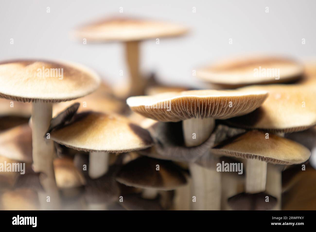 Many mushrooms of the species Psilocybe cubensis Argentina on a white ...