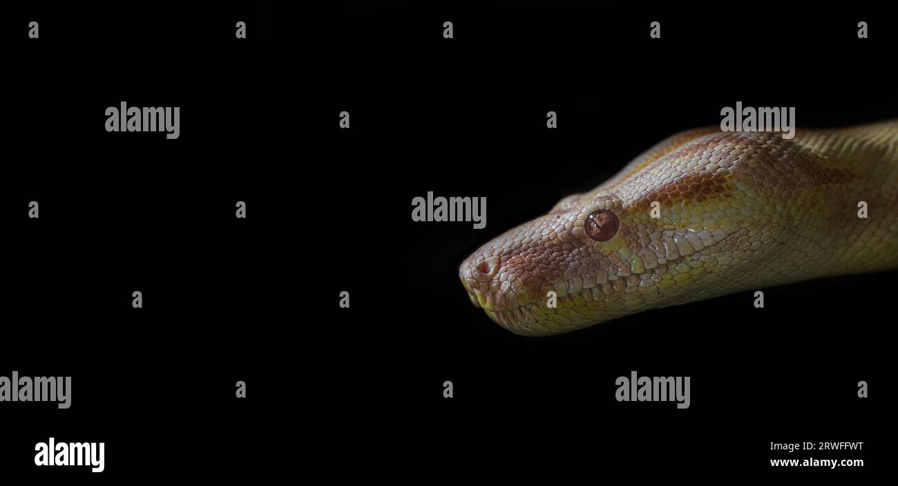 Snake head isolated on black background Stock Photo