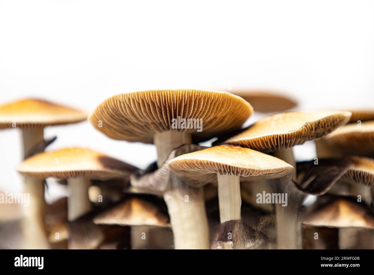 Many mushrooms of the species Psilocybe cubensis Argentina on a white ...
