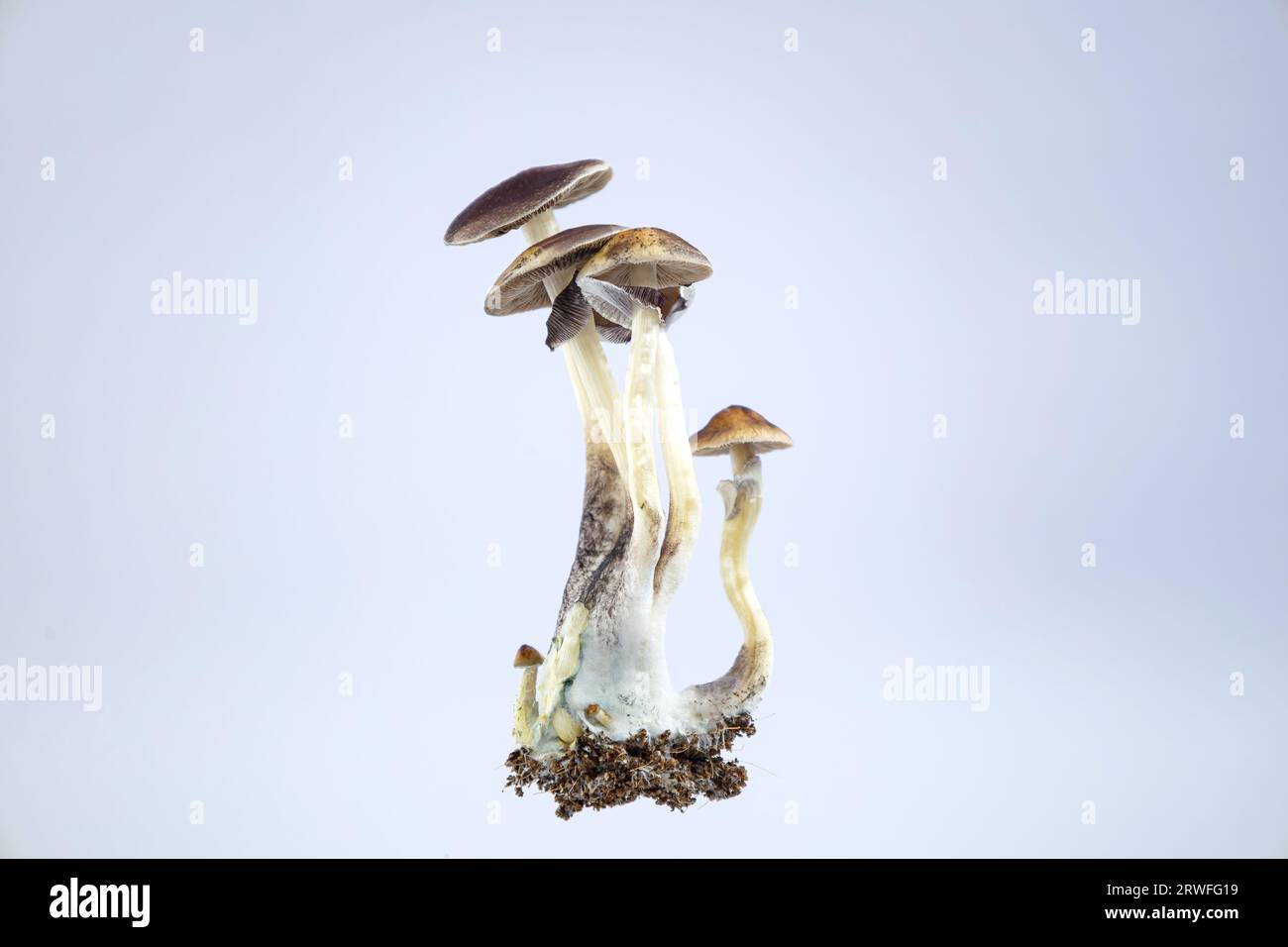 Many mushrooms of the species Psilocybe cubensis Argentina on a white ...