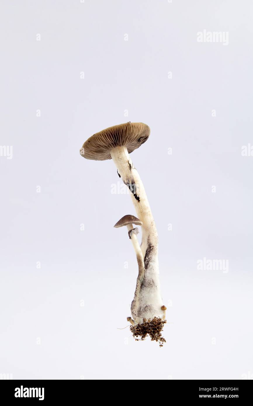 Many mushrooms of the species Psilocybe cubensis Argentina on a white ...