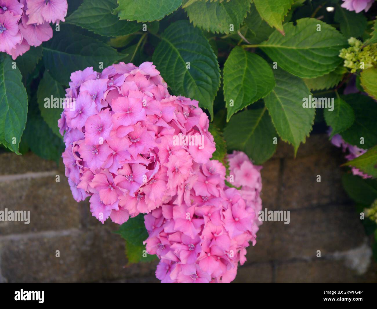 Large Conical-shaped Mauve/Lilac Hydrangea Macrophylla Flowerheads grown in an English Cottage Garden, Lancashire, England, UK. Stock Photo