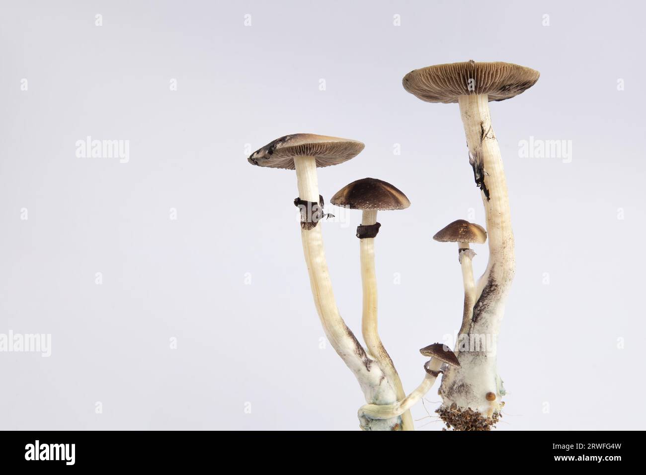 Many mushrooms of the species Psilocybe cubensis Argentina on a white ...