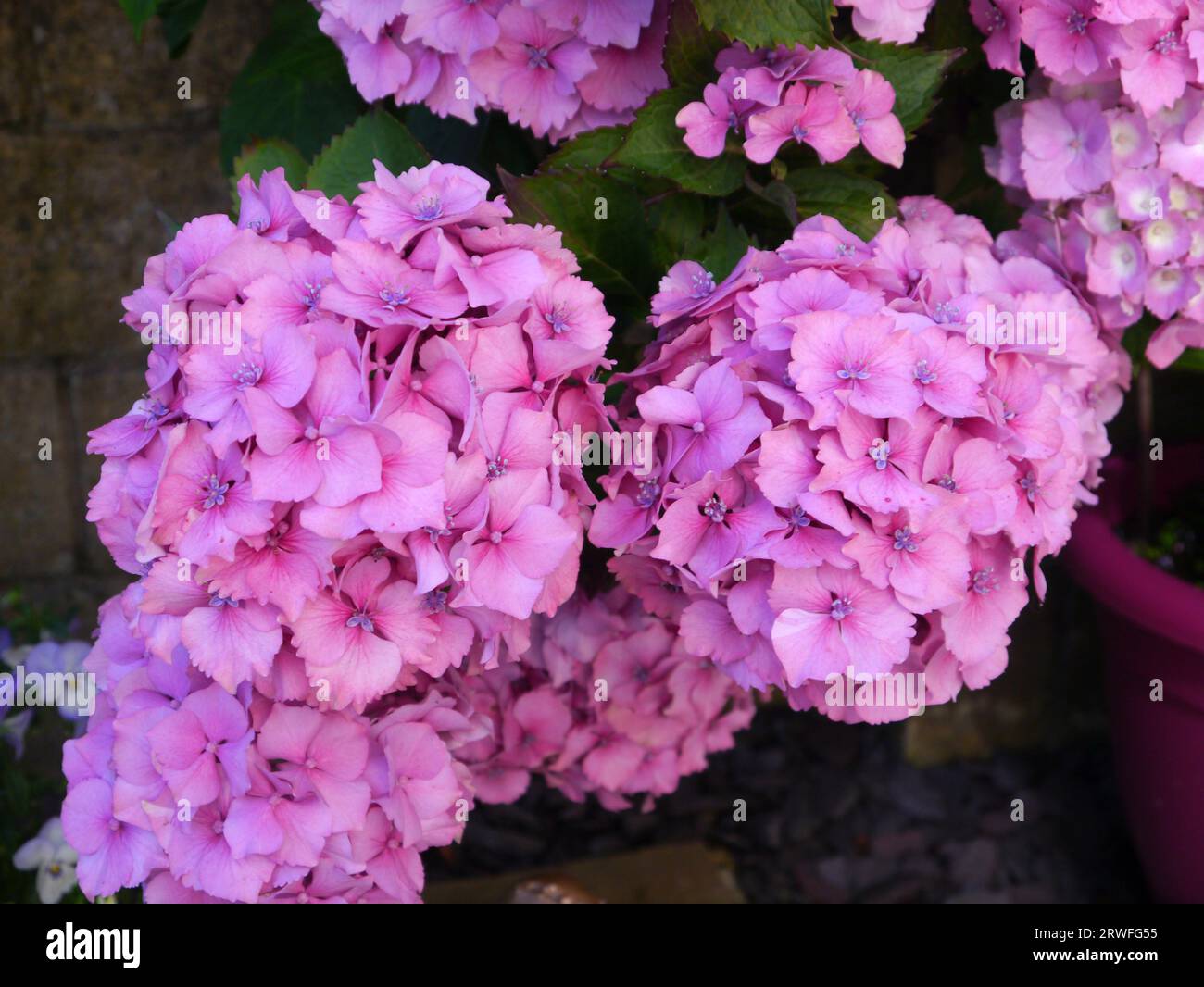 Large Conical-shaped Mauve/Lilac Hydrangea Macrophylla Flowerheads grown in an English Cottage Garden, Lancashire, England, UK. Stock Photo