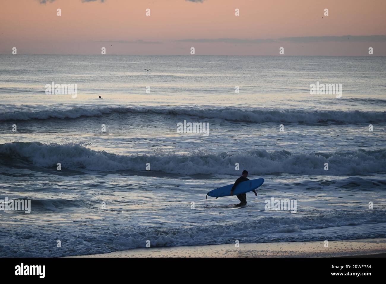 A surfer carries his board from the water after an early morning of surfing off Jennette's Pier in Nags Head, North Carolina. Stock Photo