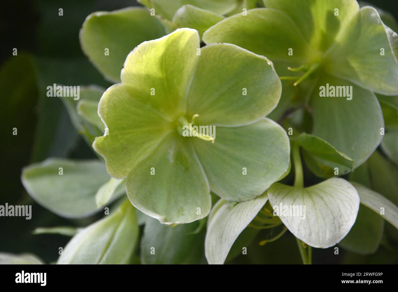 Light Green Helleborus Argutifolius (Corsican Hellebore) Flowers grown