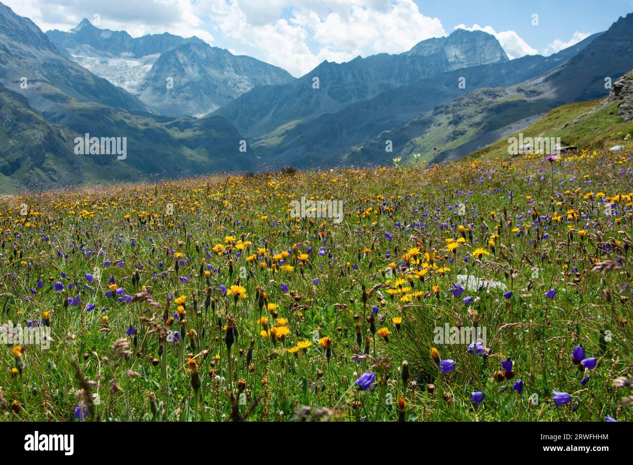 Artenreiche Blumenwiesen im Waliser Val de Bagnes Stock Photo
