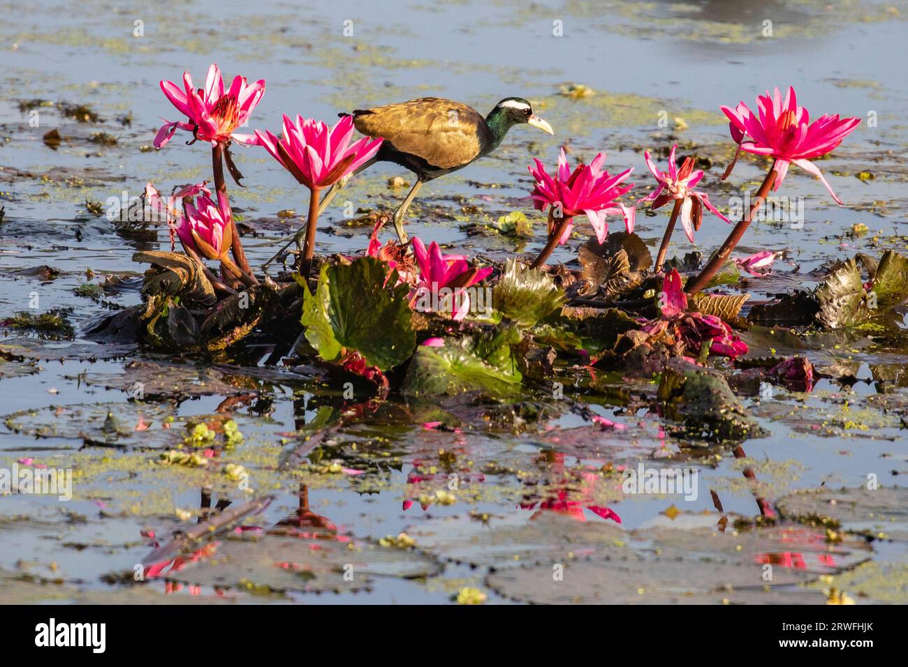 Bangladeshi wildlife photos hi-res stock photography and images - Alamy