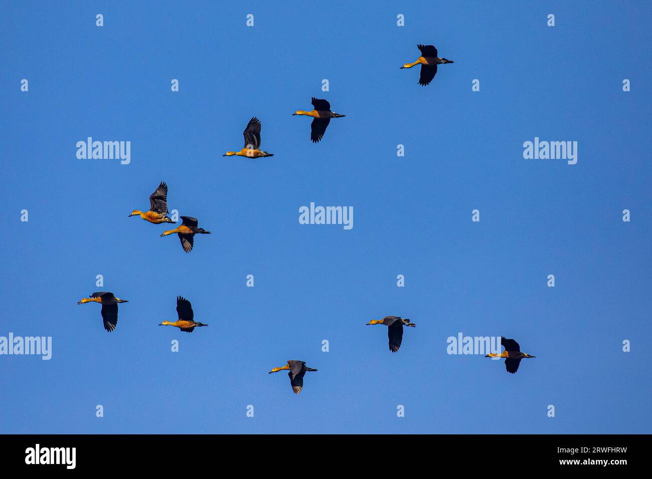 A flock of migratory birds flying over the sky of Jahangirnagar University Lake. Savar, Dhaka, Bangladesh. Stock Photo