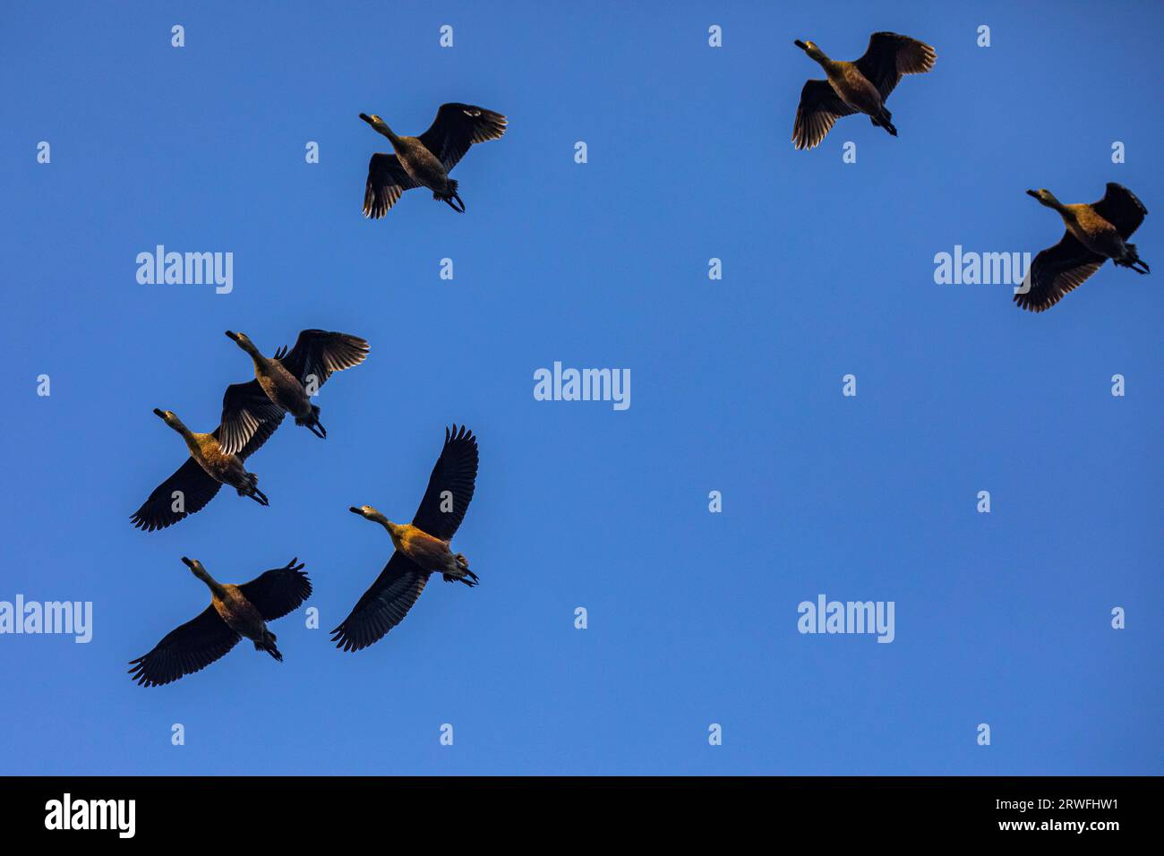 A flock of migratory birds flying over the sky of Jahangirnagar