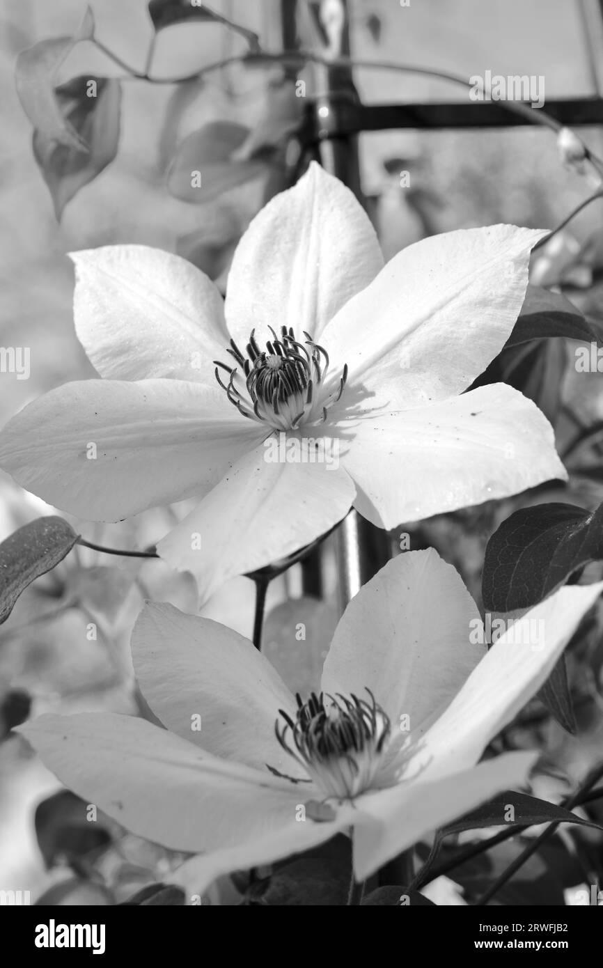 Climbing clematis Black and White Stock Photos & Images - Alamy