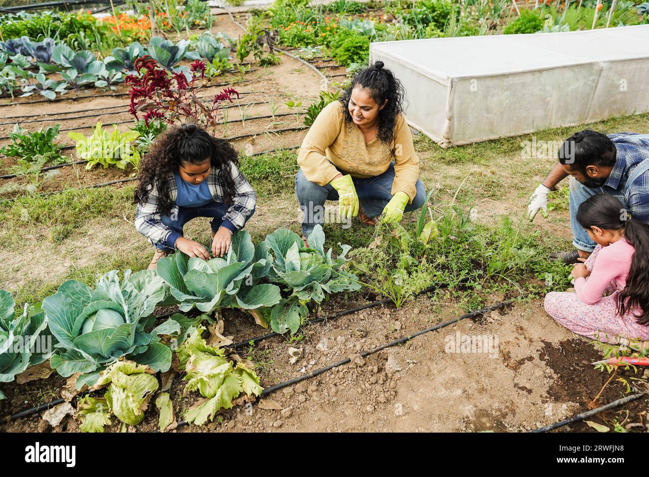 Indian family picking up organic vegetables from house garden outdoor ...