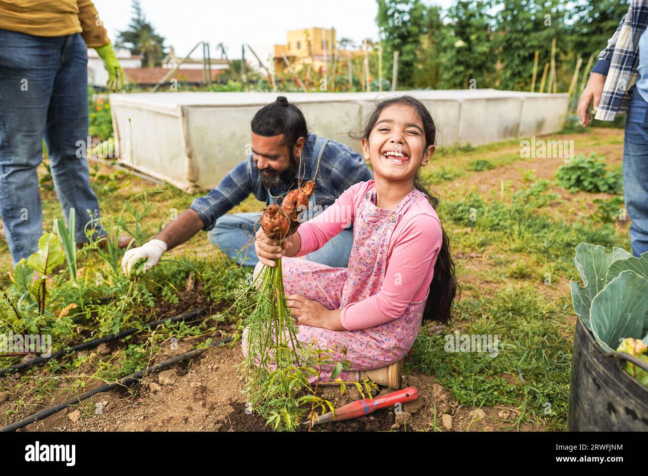 Indian family picking up organic carrots from house garden outdoor ...