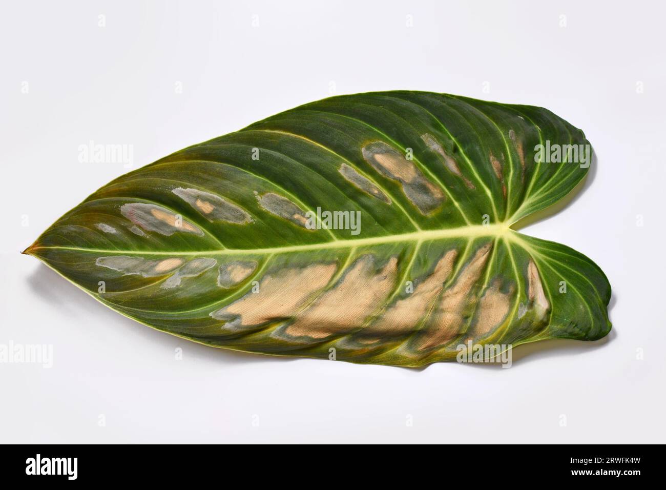 Dark and dried spots caused by sunborn on houseplant leaf of Philodendron plant Stock Photo