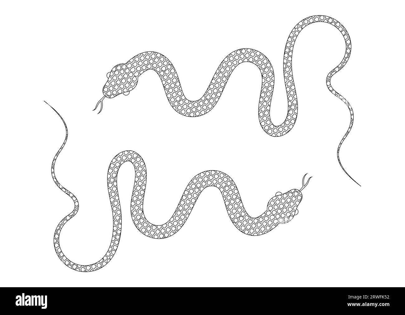 Black and White Snake Vector Illustration. Coloring Page of Two Snakes Stock Vector