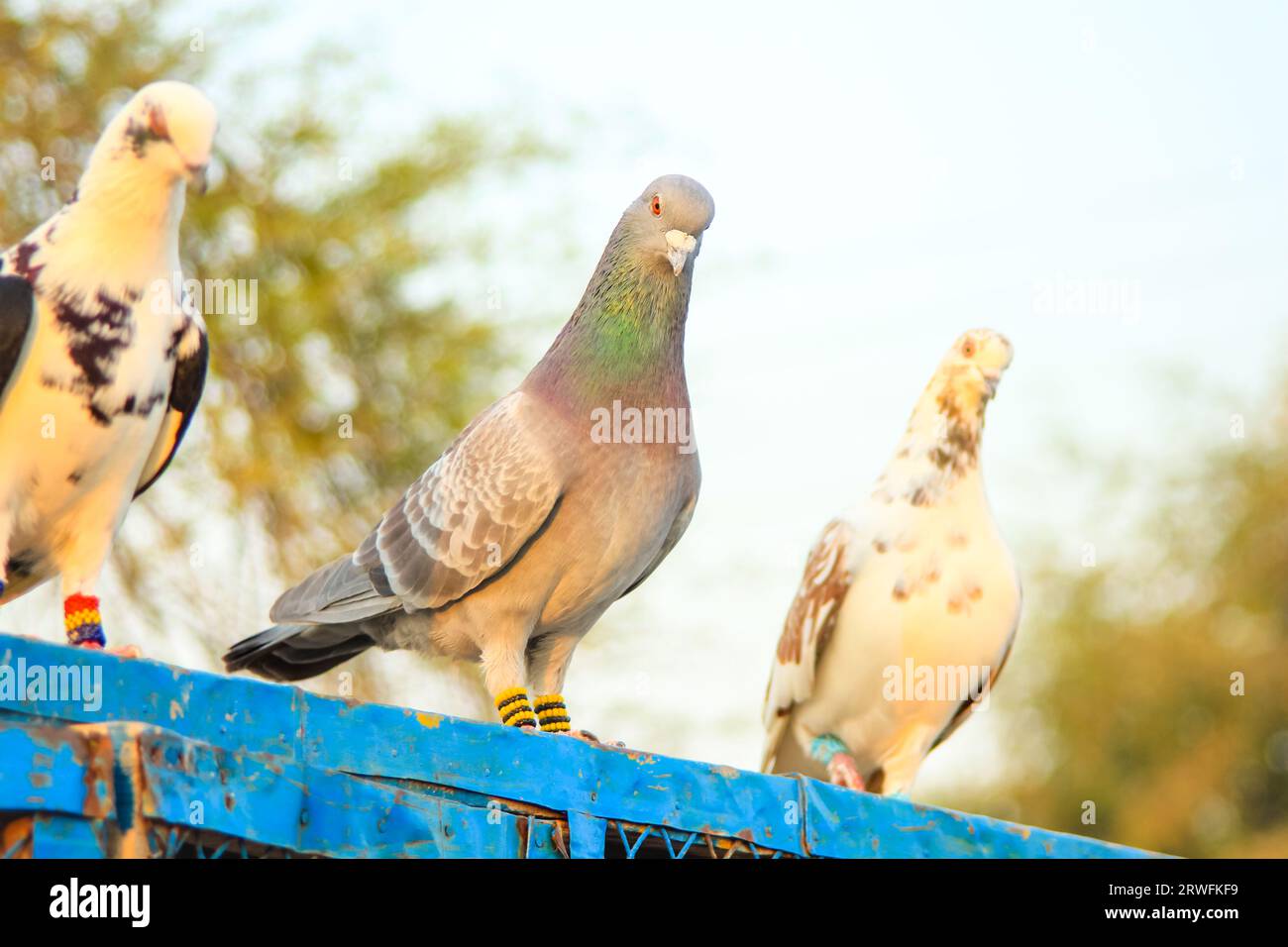 Close Up of beautiful homing pigeons. View of pigeons in the front of