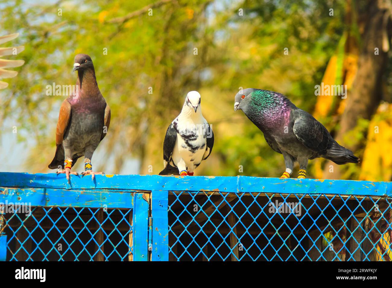 Clay pigeons hi-res stock photography and images - Alamy