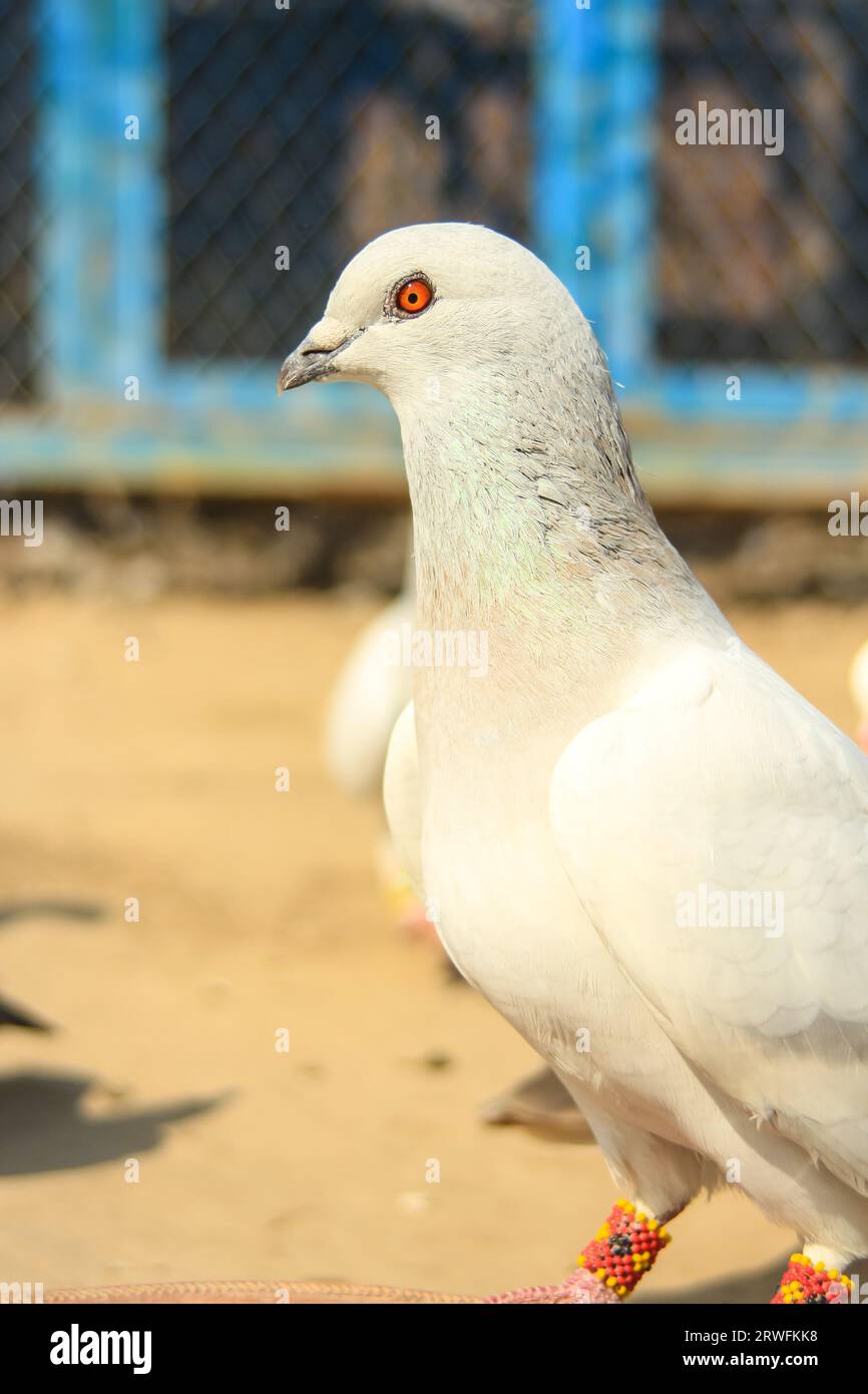 Close Up of beautiful homing pigeons. View of pigeons in the front of