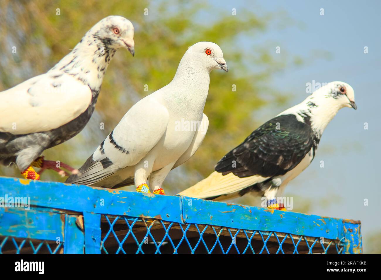 Close Up of beautiful homing pigeons. View of pigeons in the front of pigeon cages. Pigeons in