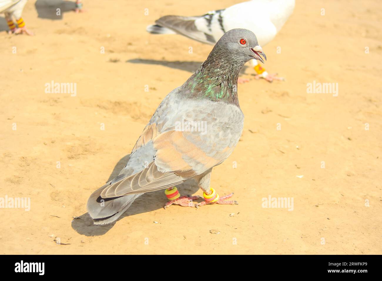 Close Up of beautiful homing pigeons. View of pigeons in the front of
