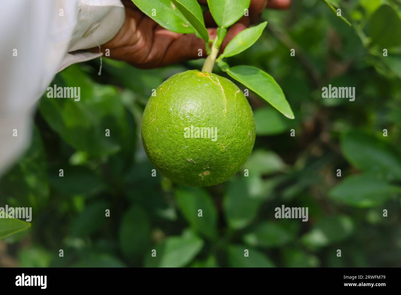 Close up green pomelo fruit hanging on Branch. Green Pomelo (Citrus grandis) Pomelos are the largest fruit oranges. These fruits have vitamin C. Stock Photo