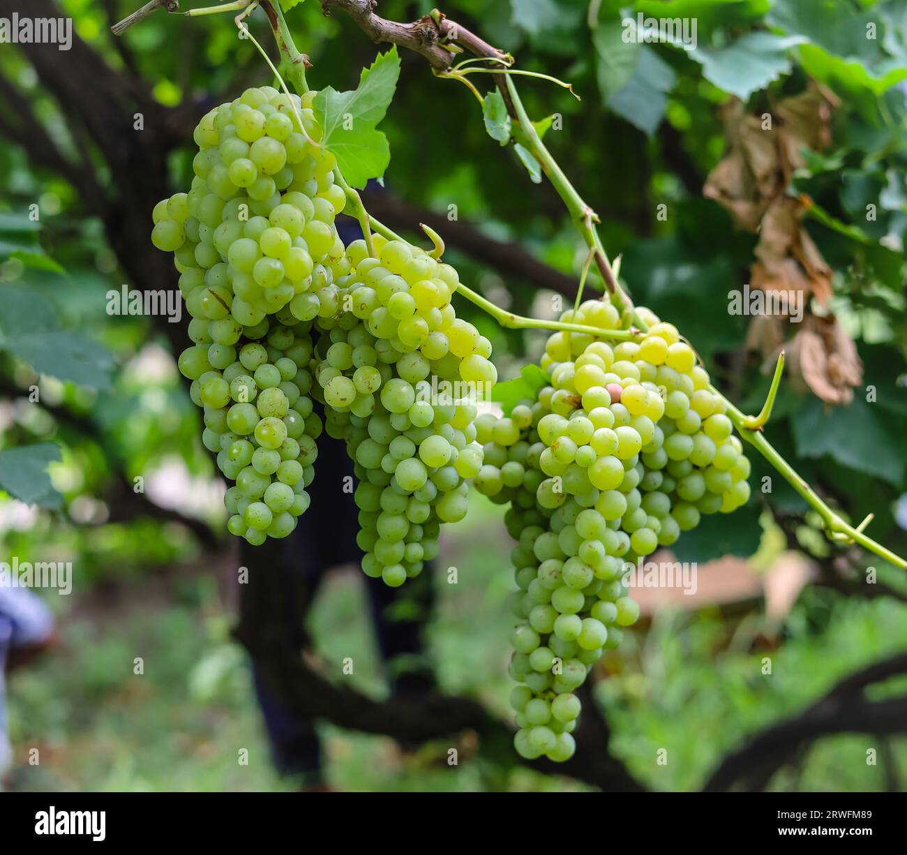 Close up of grapes hanging on branch. Hanging grapes. Grape farming. Grapes farm. Tasty green