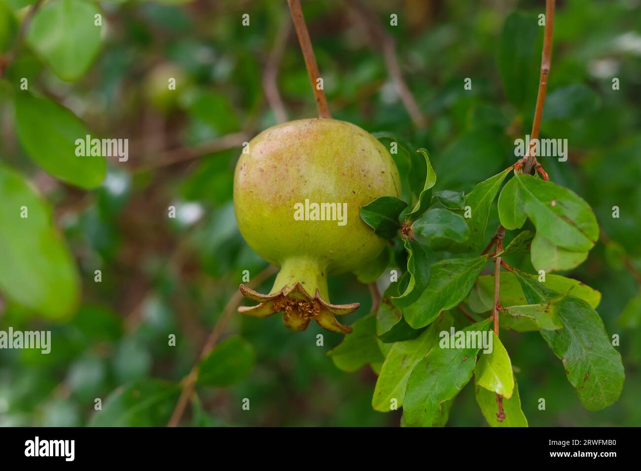 Unripe pomegranate pomegranate, (Punica granatum), bush or small tree of the family Lythraceae and its fruit. The juicy arils of the fruit are eaten. Stock Photo