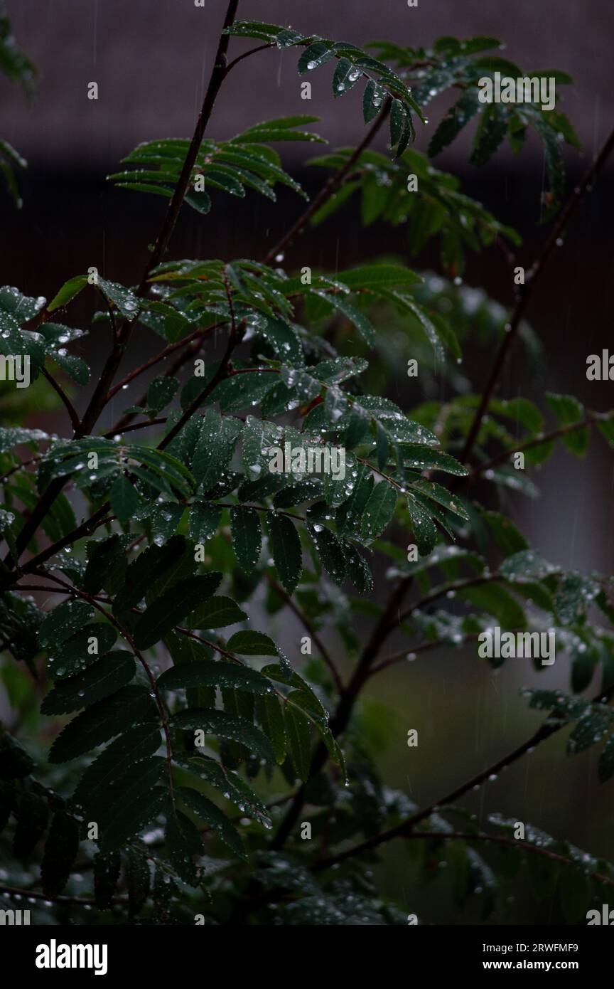 Raindrops on leaf during rain Stock Photo