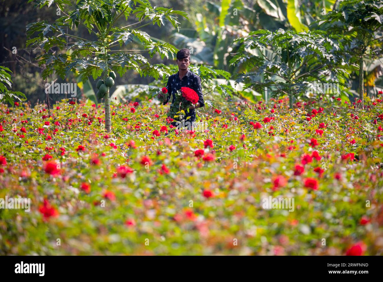 Rose bud cap hires stock photography and images Alamy