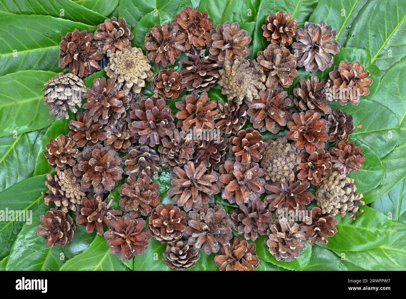 Pine cones are the fruiting structures of pine trees belonging to the genus Pinus Stock Photo