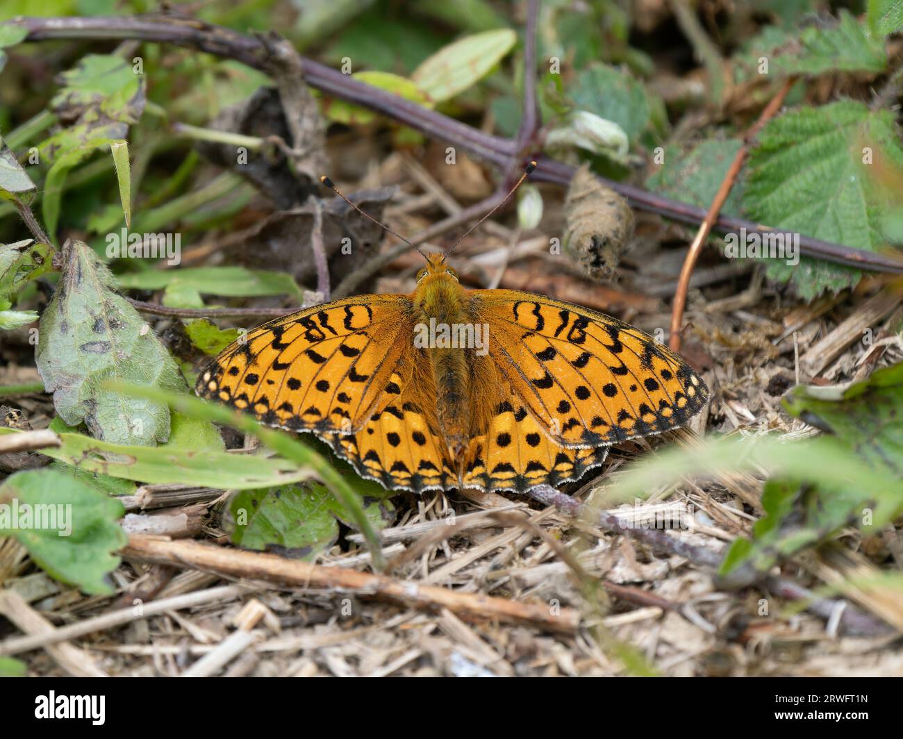 Dark Green Fritillary Resting With Its Wings Open Stock Photo