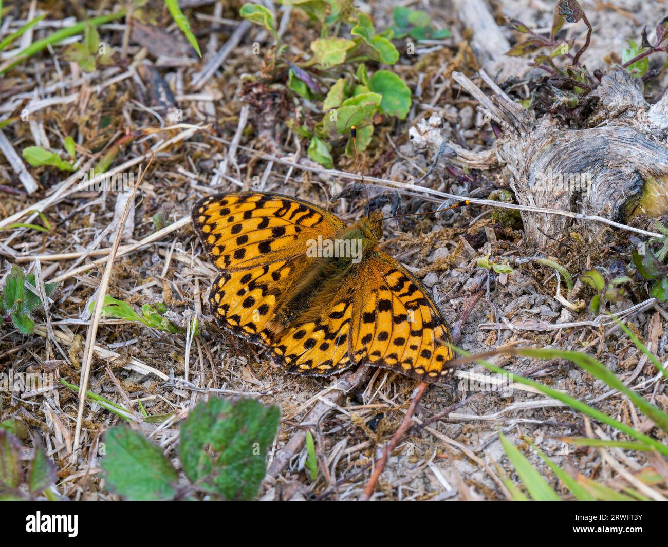 Dark Green Fritillary Resting With Its Wings Open Stock Photo