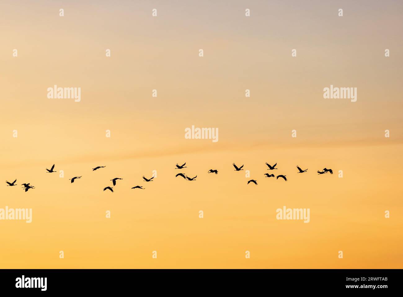 Cranes birds sunset silhouette hi-res stock photography and images - Alamy