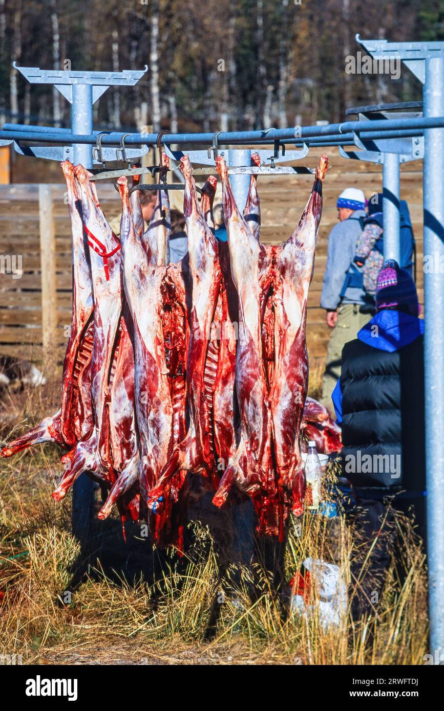 Slaughtered reindeer hanging outdoors with sami people Stock Photo