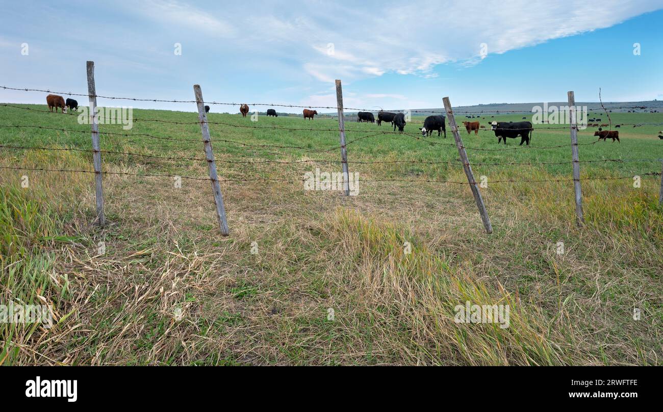 Cattle behind a barbed wire fence graze in a pasture near Cochrane, Alberta, Canada Stock Photo