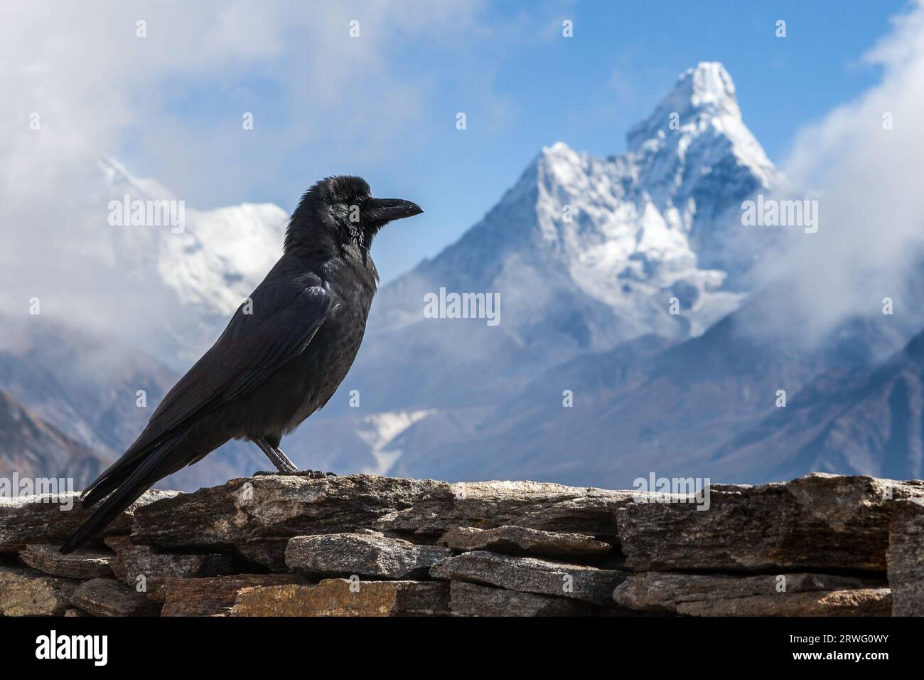 Black raven in Himalayas posing in front of Ama Dablam mountain on Everest base camp trek. Stock Photo